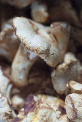 Fresh produce close up details.