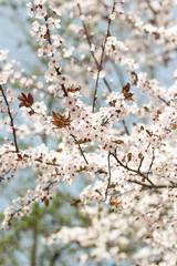 Flowering trees. Blooming garden. White flowers. Warm spring.