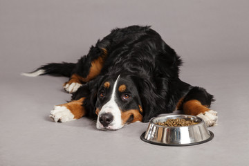 Bernard Sennenhund with Food Bowl at Studio