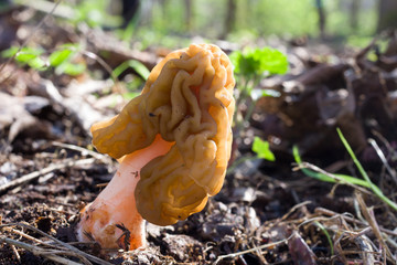 Early false morel in the sunlight