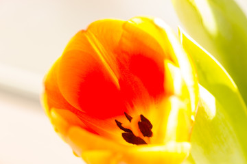 Fototapeta na wymiar close up of an orange tulip on white background