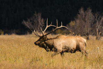 Bull Elk