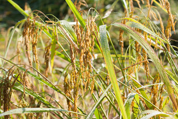 Rice fields in winter with dew drops.