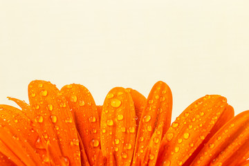 beautiful bright orange gerber in macro