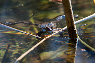 Frosch im Wasser