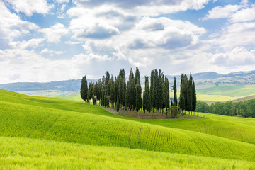 Cipressi di San Quirico d'Orcia in Tuscany, Italy