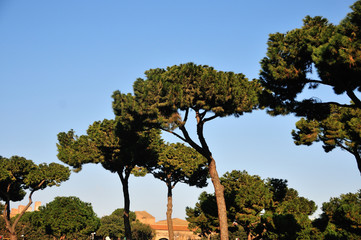 Pine Trees - Rome Italy