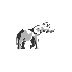 Obraz premium elephant vector