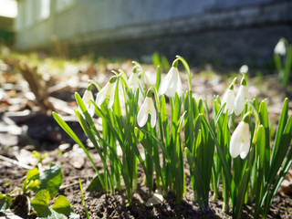 snowdrops are blooming white