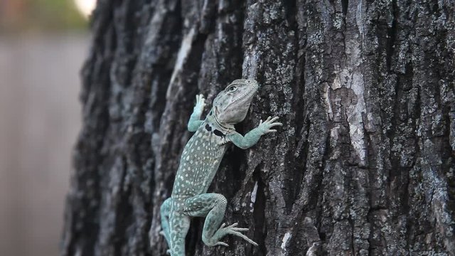 Collared Lizard on a tree.