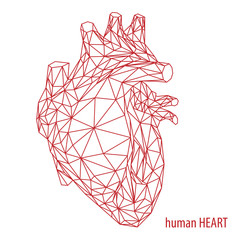 Cuore umano anatomico, forma del cuore reale in stile lineare polygonale, linee grigie sullo sfondo bianco, illustrazione vettoriale