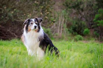 Australian Shepherd
