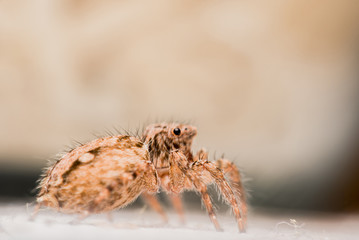 Spider,jumping Spider