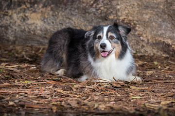 Australian Shepherd