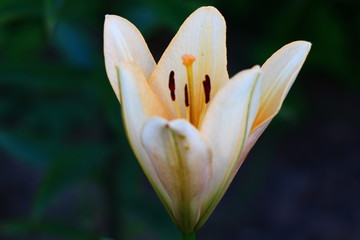 Obraz premium white lily