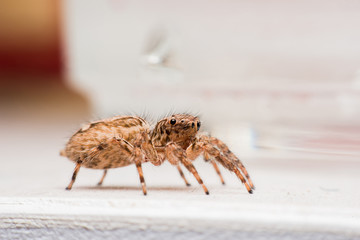 Spider,jumping Spider