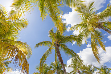 Naklejka premium Coconut palm trees
