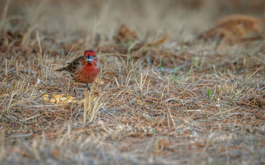 Purple Finch with a seed in his beak in the natural, grass background. This bird also called a sparrow dipped in raspberry juice. USA, Wyoming in spring