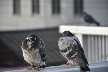 Pigeon hang on the bridge in the morning