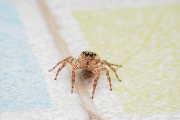 Spider,jumping Spider