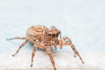 Spider,jumping Spider