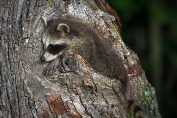 Young Raccoon (Procyon lotor) Hangs Out On Tree