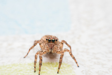 Spider,jumping Spider