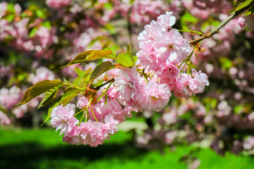 Sakura Blossom Branch