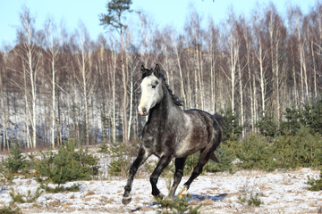 Gray wild horse galloping free