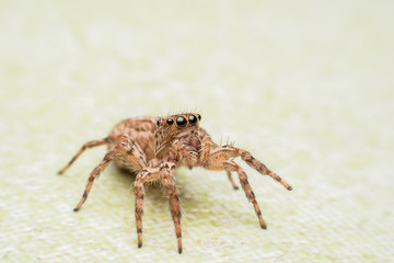 Spider,jumping Spider