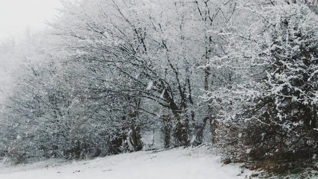Snowfall in a forest