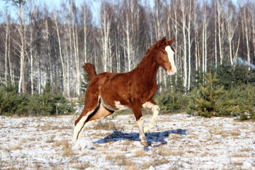 Chestnut colt galloping in winter