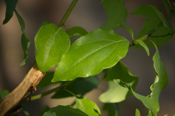 Leaf of Cinnamomum camphora tree