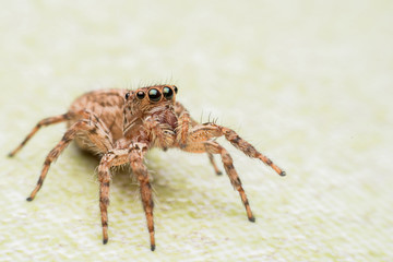 Spider,jumping Spider