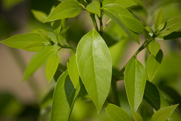 Leaf of Cinnamomum camphora tree - obrazy, fototapety, plakaty