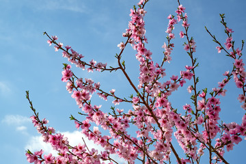 Red plum flower on blue sky