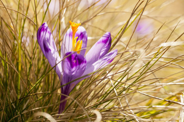 Purple crocus blooming in yellow grass