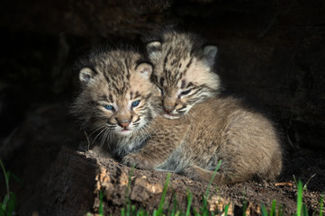 Naklejka na ściany i meble Bobcat Kitten (Lynx rufus) Head Over Sibling