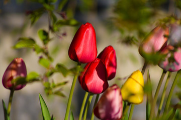 Tulips