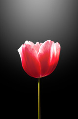 Fototapeta premium Single red tulip isolated on black background with white light flare