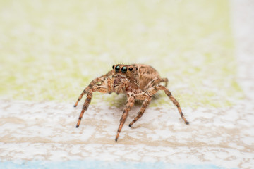 Spider,jumping Spider