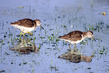 wood sandpiper