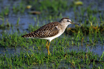 wood sandpiper