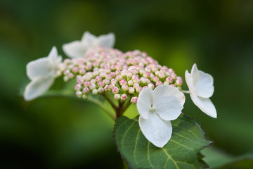 白い山紫陽花