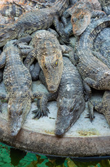 Young crocodile live in farm