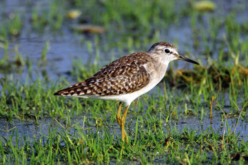 wood sandpiper
