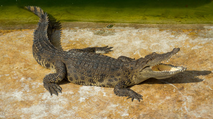 Crocodile saltwater Thailand zoo