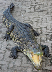 Crocodile saltwater Thailand zoo