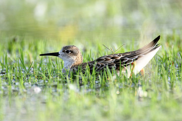 ruff-sandpiper