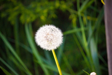 dandelion